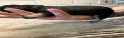 Mixed Breed dogs for sale: Fregal puppies - Advert 37