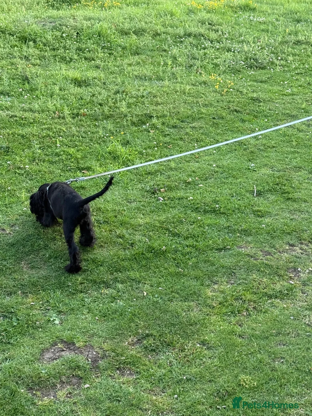 American Cocker Spaniel dogs for sale: American cocker spaniel  - Advert 2