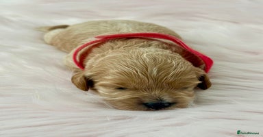 Cavapoo dogs - Advert 14