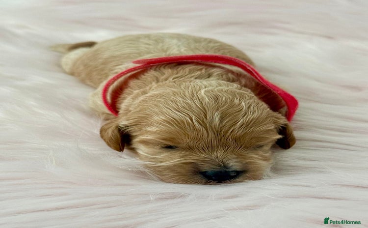 Cavapoo dogs - Advert 2