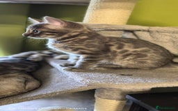 Bengal cats for sale: Sweet Bengal Kittens For Sale  - Image 34
