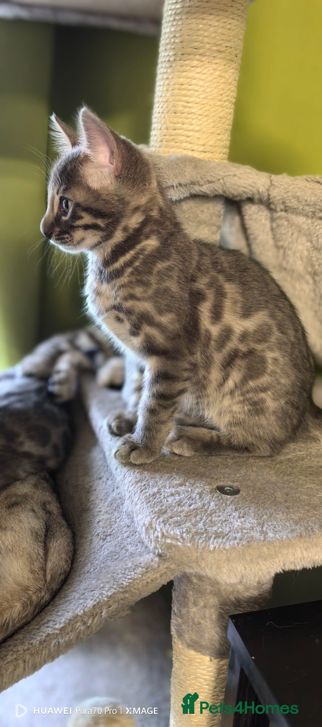 Bengal cats for sale: Sweet Bengal Kittens For Sale  - Image 34