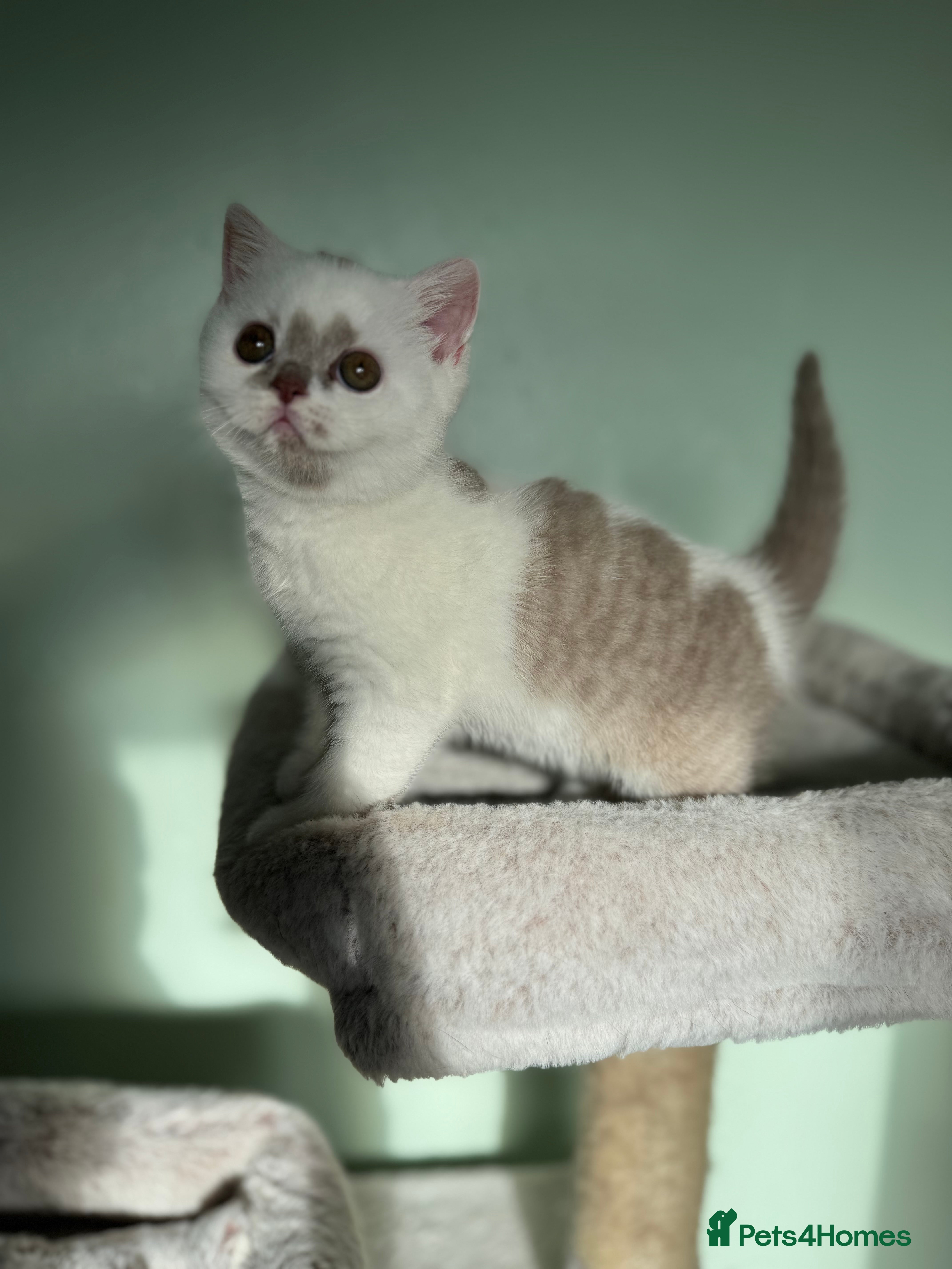 British Shorthair cats Tica reg lilac and white bsh  - Advert 2
