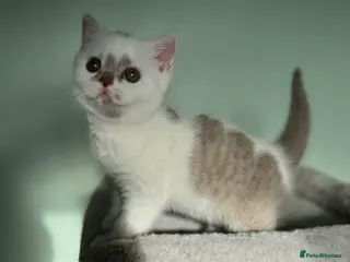 British Shorthair cats Tica reg lilac and white bsh - Advert 2