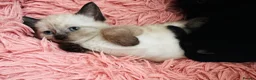 Mixed Breed cats for sale: 😻BEAUTIFUL KITTENS😻 - Advert 12