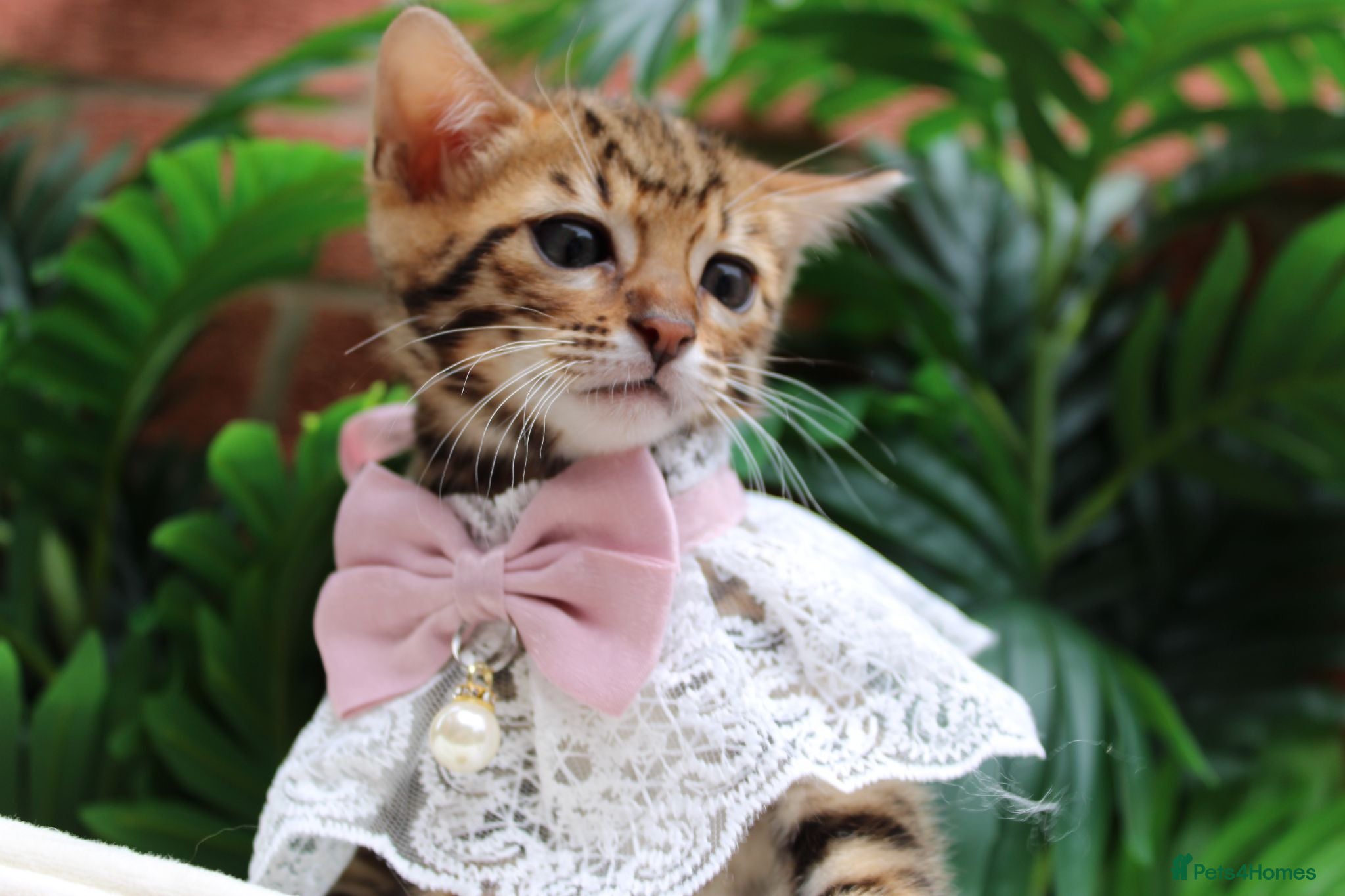 Bengal cats 🔥Beautiful Bengal girl available🔥 - Advert 1