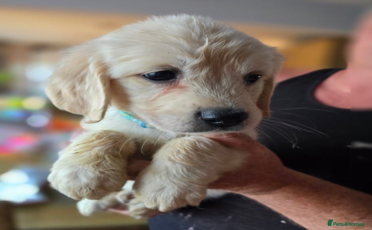 Golden Retriever dogs - Advert 11