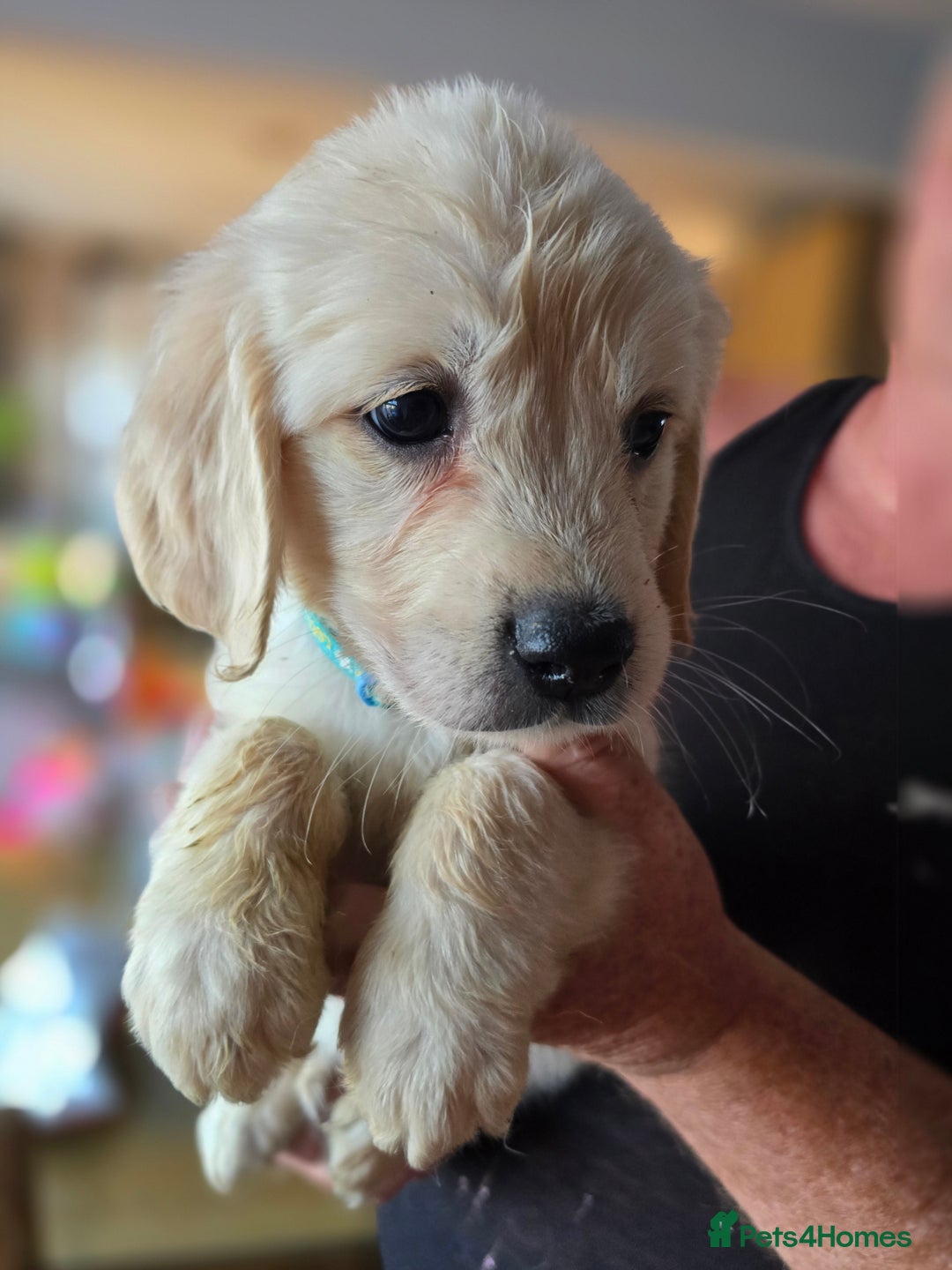 Golden Retriever dogs for sale: Beautiful Golden Retrievers READY TO GO!  - Image 3