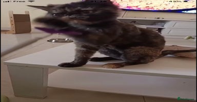 Mixed Breed cats - Advert 7