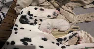 Dalmatian dogs - Advert 3