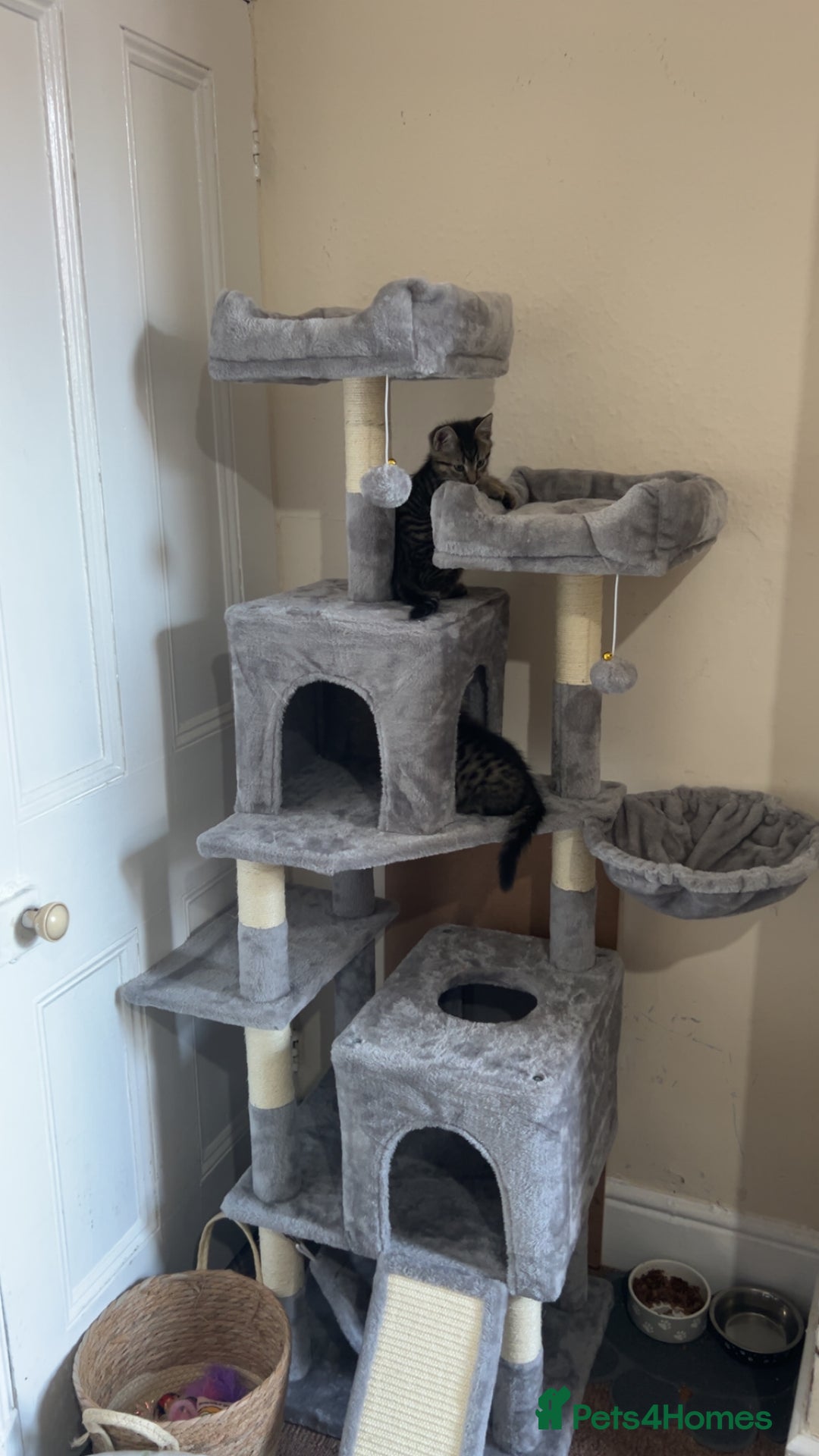 British Longhair cats for sale: 2 kittens looking for a new home  - Advert 13