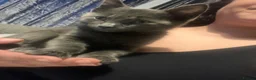 Russian Blue cats for sale: 🔥Adorable Russian blue x (LAST ONE!!!)🔥 - Advert 14