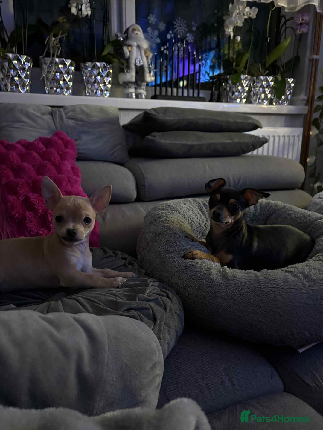 Chihuahua dogs for sale: Chihuahua boy 💙 - Advert 18