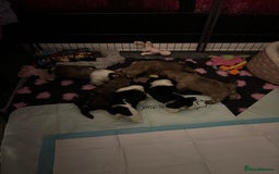 Lhasa Apso dogs for sale: male puppy - Image 3