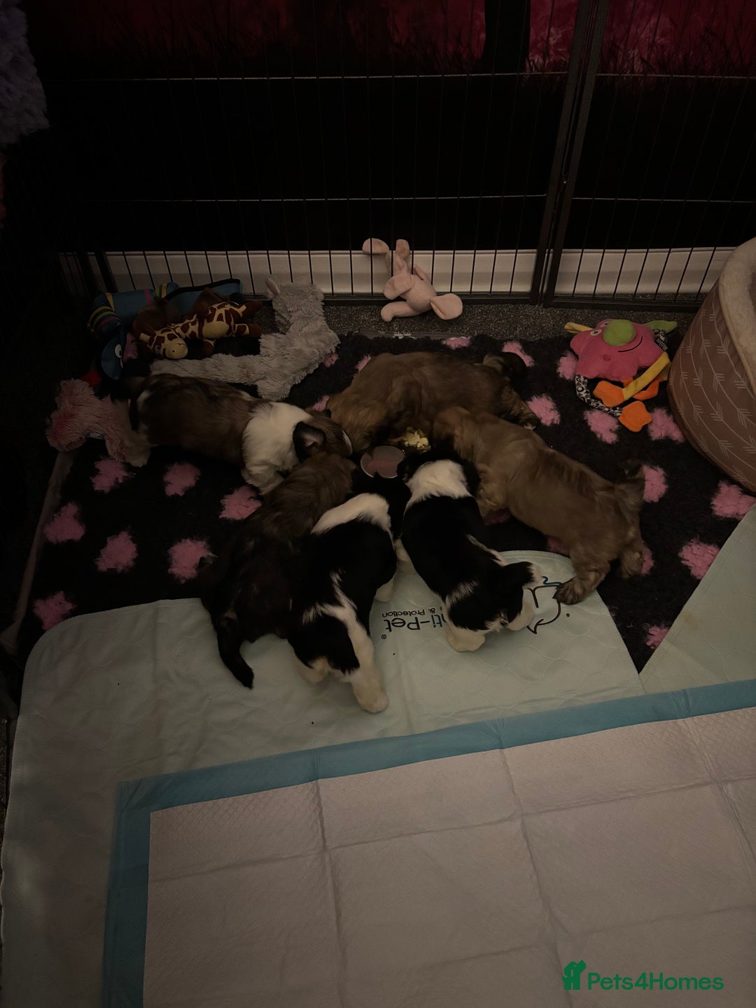 Lhasa Apso dogs for sale: male puppy - Image 3