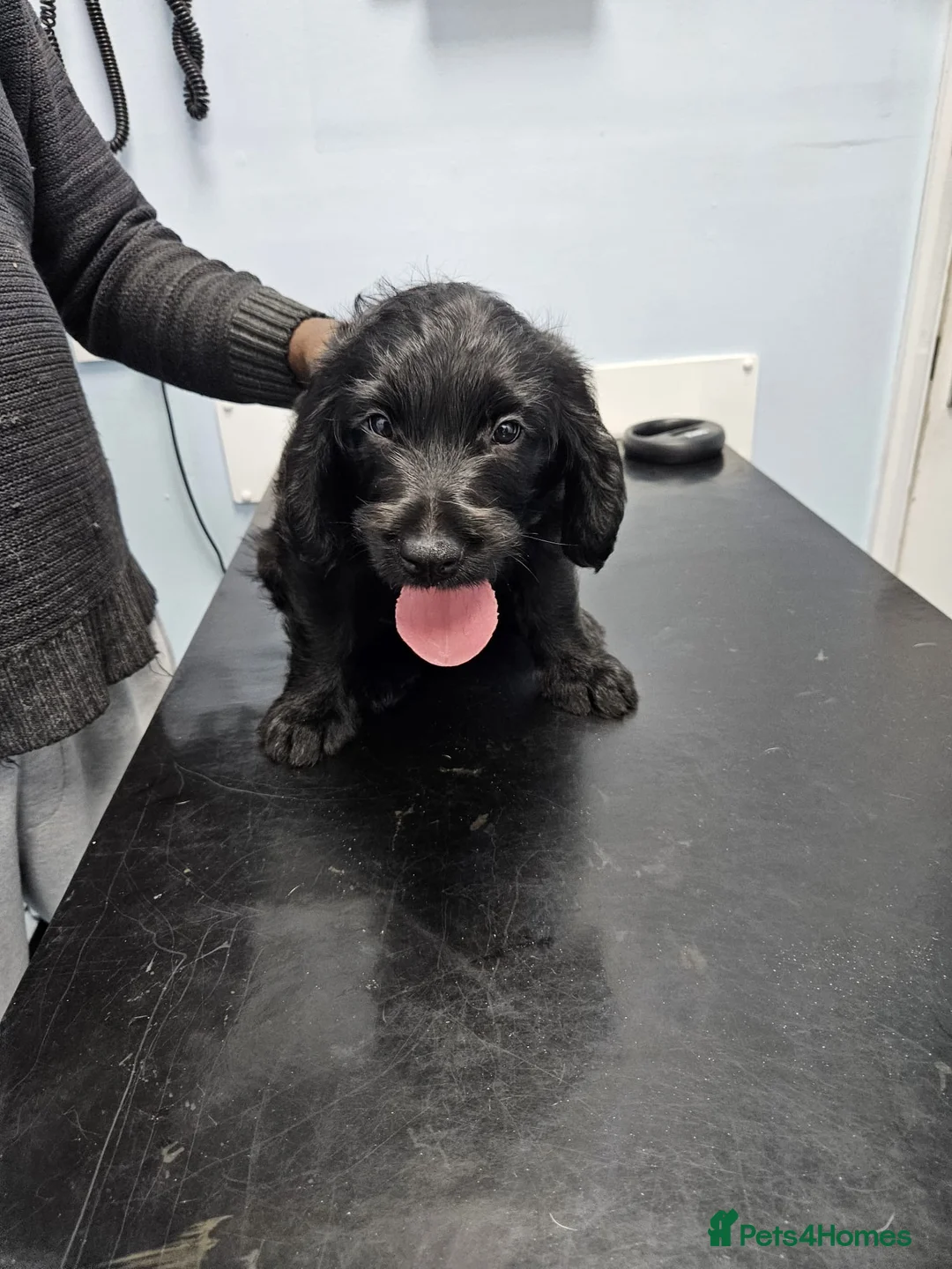 Labradoodle dogs for sale: PRICE DROP FOR LAST 2 Lovely Labradoodle pups! 🐶  - Advert 9