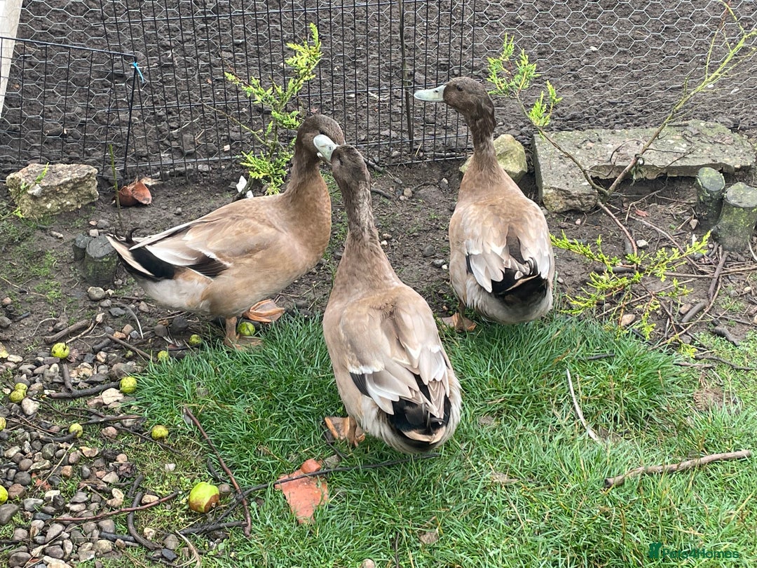 Ducks poultry for sale: Khaki Campbell drakes - Image 2