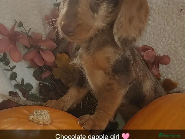 Dachshund dogs for sale: Wired haired dachshund - Advert 16