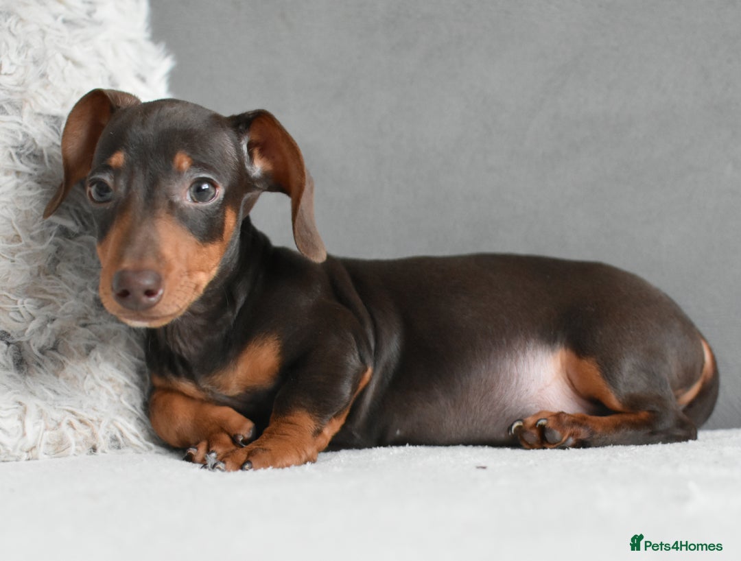 Miniature Dachshund dogs for sale: Miniature Dachshund Boys **READY NOW** - Advert 2