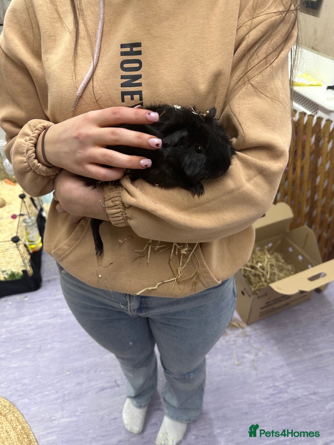 Guinea Pig rodents for sale: looking for a good home! - Image 2