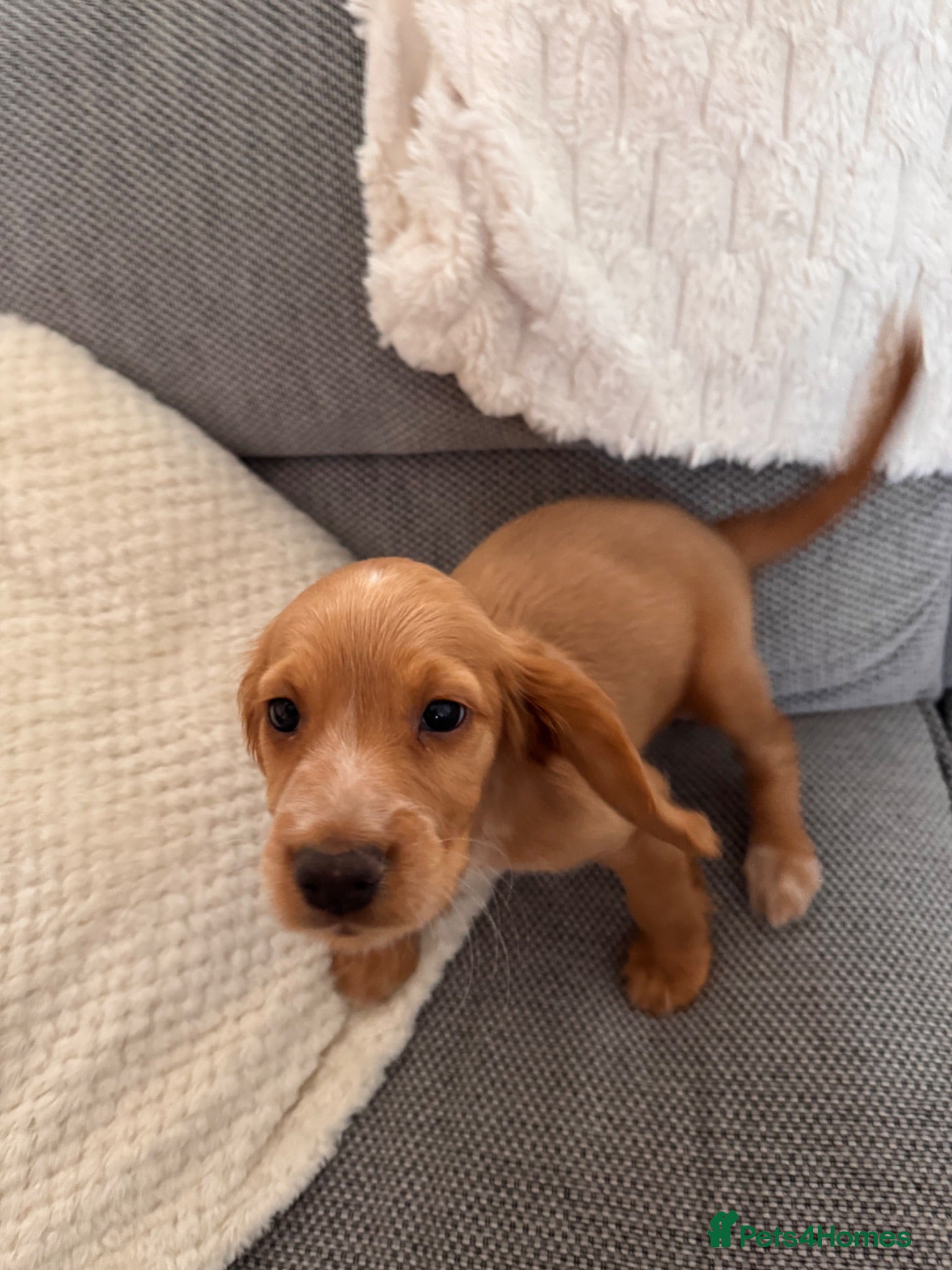 Cocker Spaniel dogs Female Cocker Spaniel - Advert 1