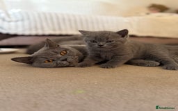 British Shorthair cats for sale: Gorgeous 2 boys  - Image 4