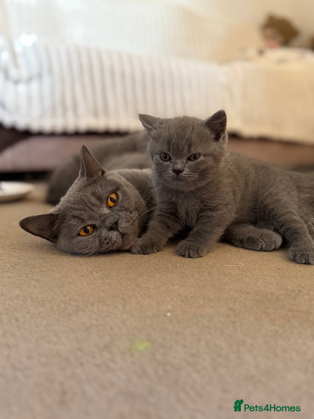 British Shorthair cats for sale: Gorgeous 2 boys  - Image 4