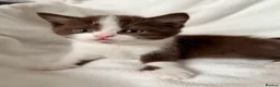 Scottish Fold cats for sale: Stunning Chocolate & White Scottish Kitten  in London - Advert 2
