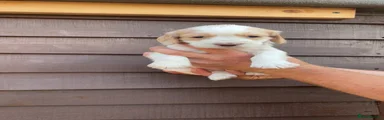 Cocker Spaniel 4