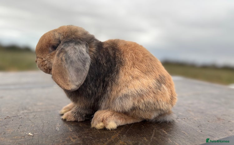 Mini Lop rabbits - Advert 10