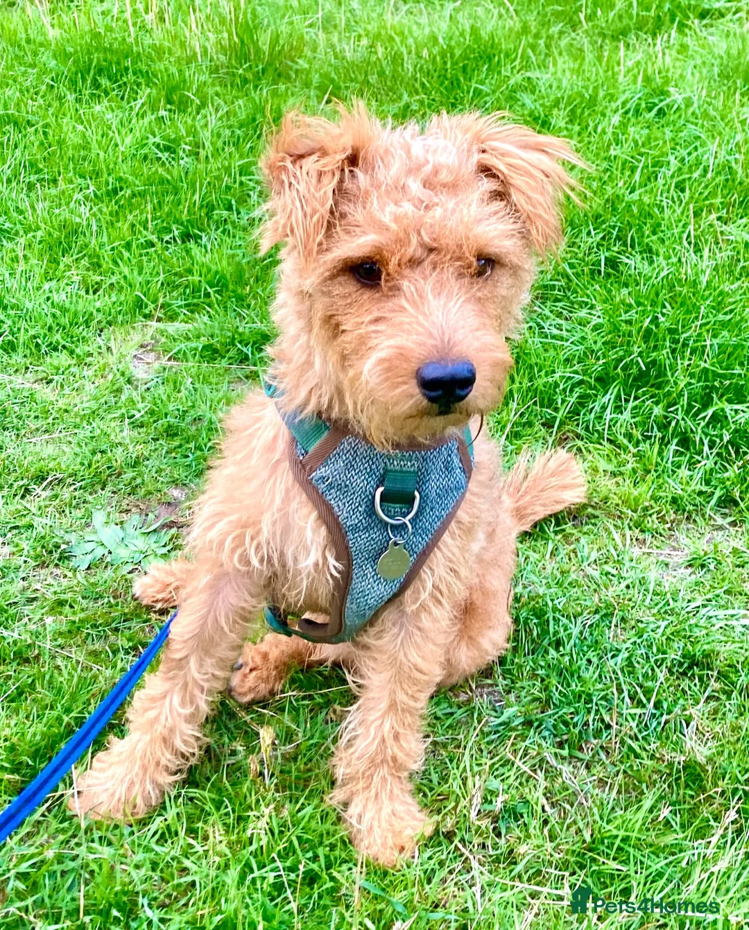 Lakeland Terrier dogs for sale: Vicki  in Solihull - Advert 10