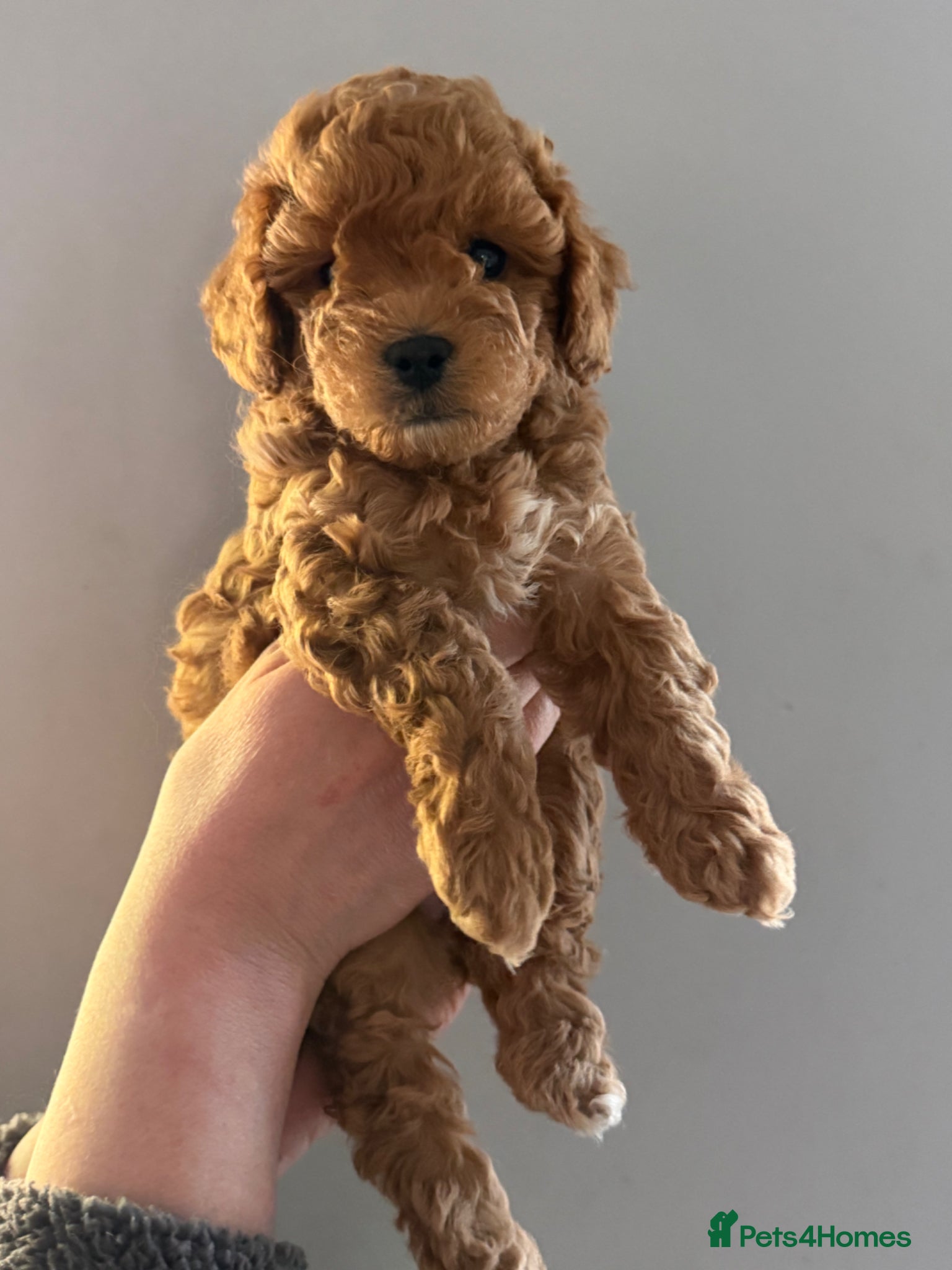 Cockapoo dogs Gorgeous f1b cockerpoo Puppies - Advert 11