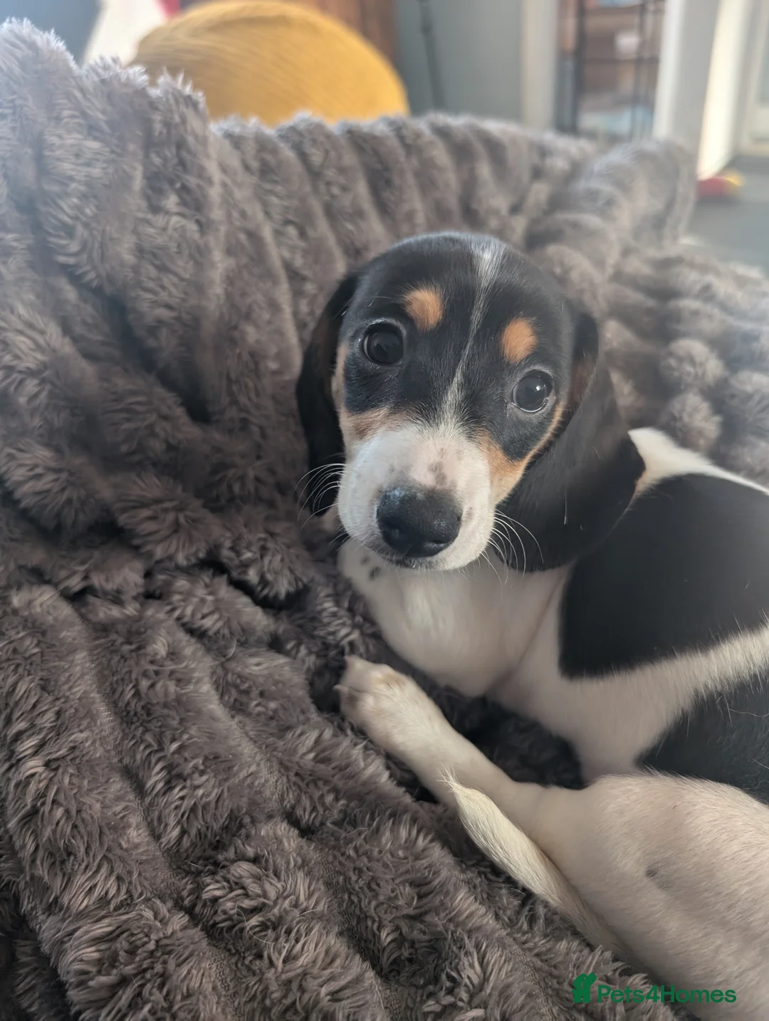 Dachshund dogs for sale: Dachshund puppies for sale  - Advert 2