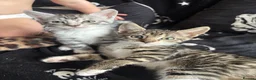 Mixed Breed cats for sale: bengal x kittens - Advert 13