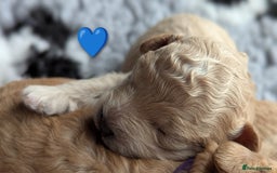 Poochon dogs for sale: 🐾 Adorable F1b Poochon Puppies - Ready November🐾 - Image 38