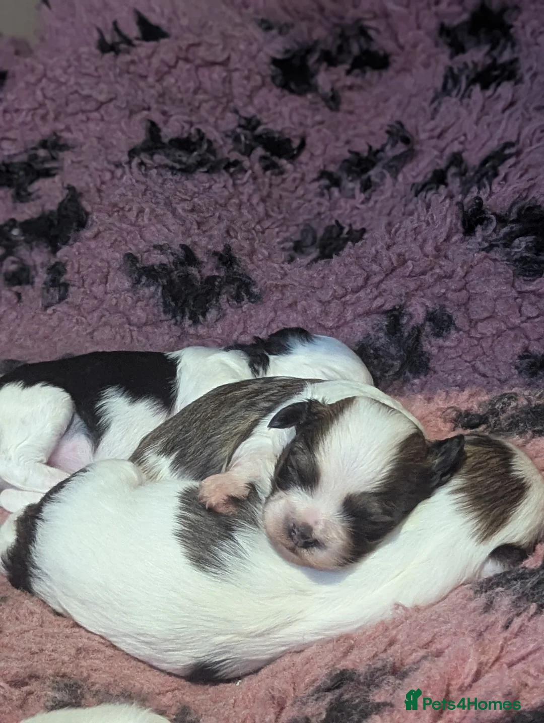 Mixed Breed dogs for sale: Chinese crested powder puff X Lhasa apso - Advert 2