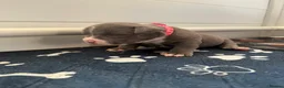 American Bully dogs for sale: Blue x lilac tri American pocket bully pups - Advert 9