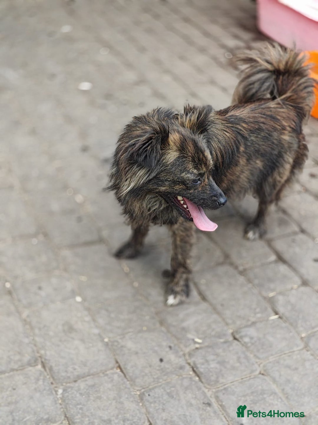 Mixed Breed dogs for adoption: 💖🐶 TWIGGY 🐶💖 - Image 6
