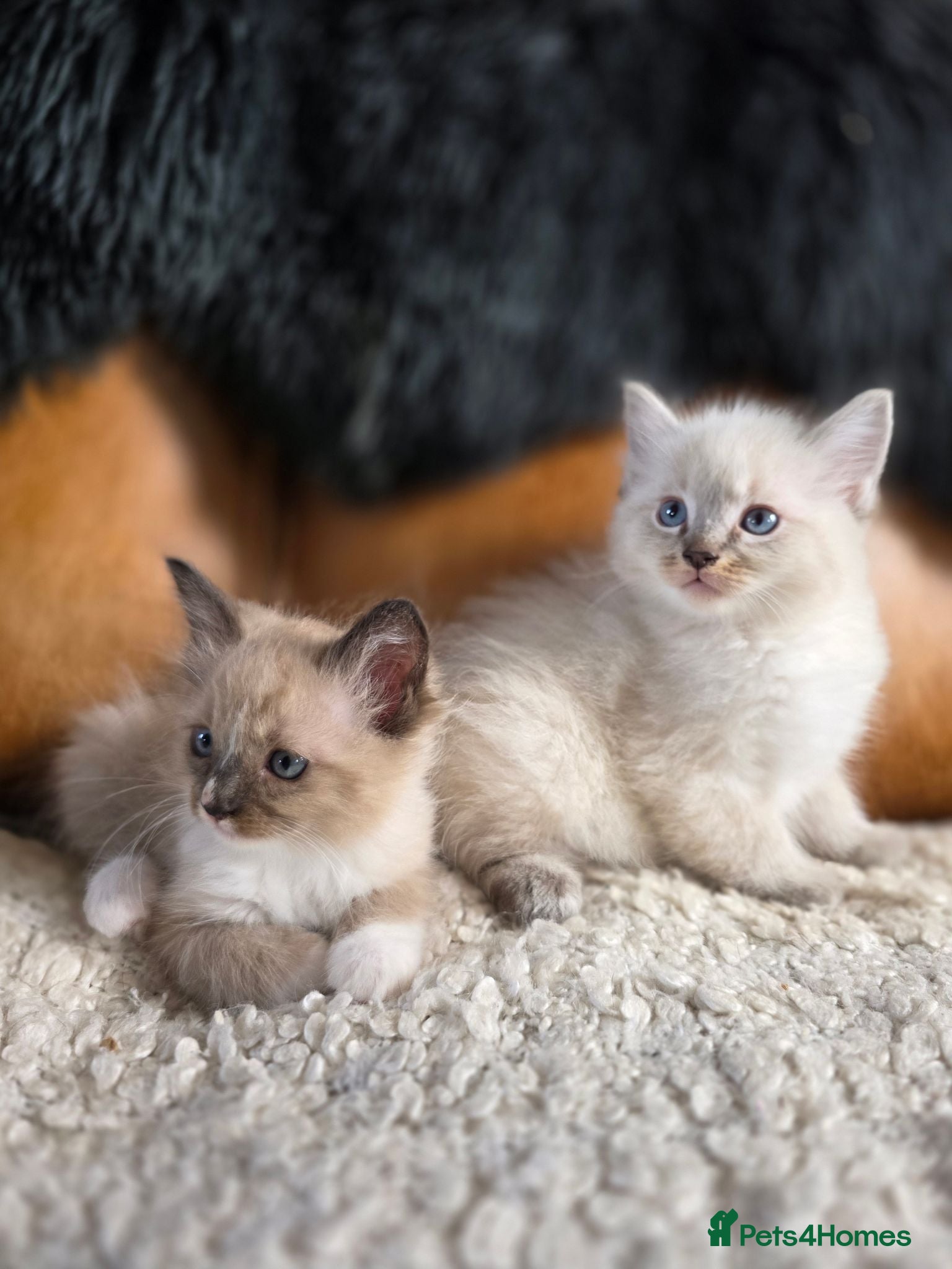 Ragdoll cats Beautiful Ragdoll Kittens Ready Now - Advert 16
