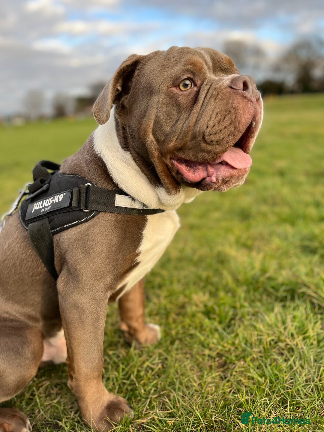 Old Tyme Bulldog dogs for sale: Old English/Tyme Bulldog for adoption  - Image 1