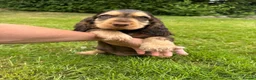 Cocker Spaniel dogs for sale: Health rested, KC reg show Cocker Spaniels in Ystrad Meurig - Advert 7