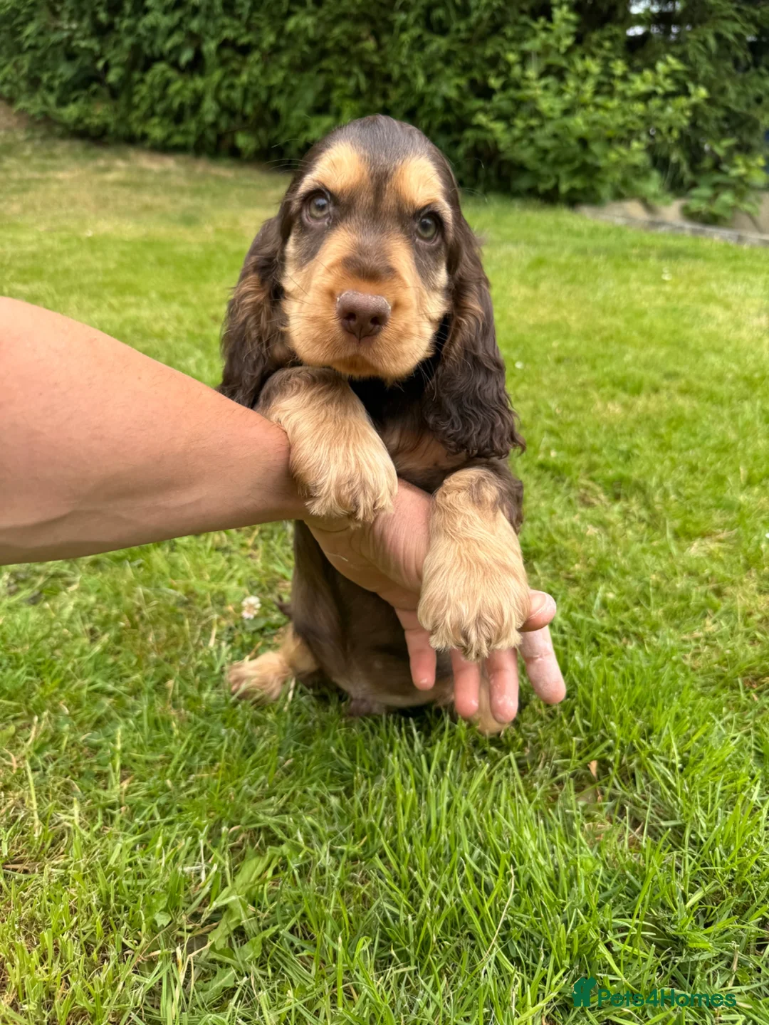 Cocker Spaniel dogs for sale: Health rested, KC reg show Cocker Spaniels in Ystrad Meurig - Advert 7