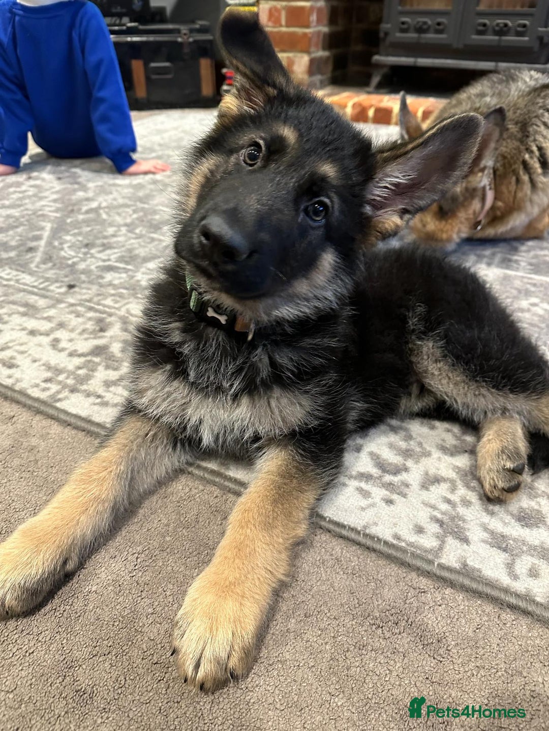 German Shepherd dogs for sale: Beautiful KC Registered GS pups - Advert 6