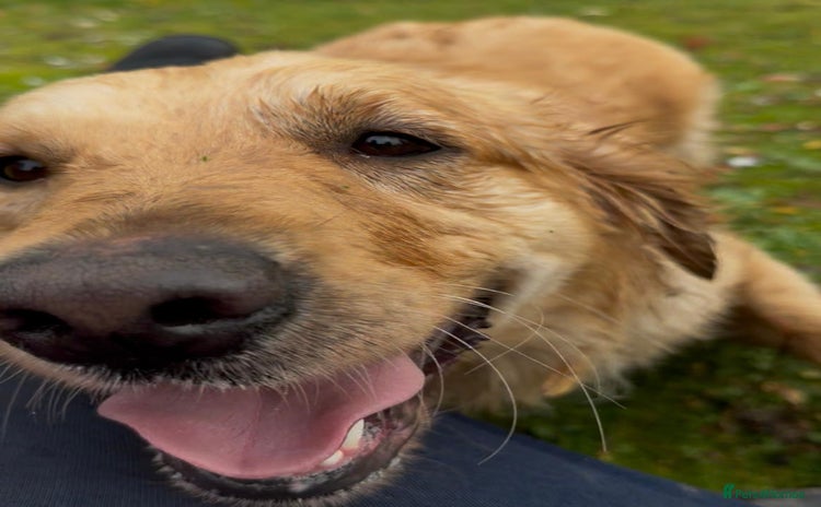 Golden Retriever dogs - Advert 1