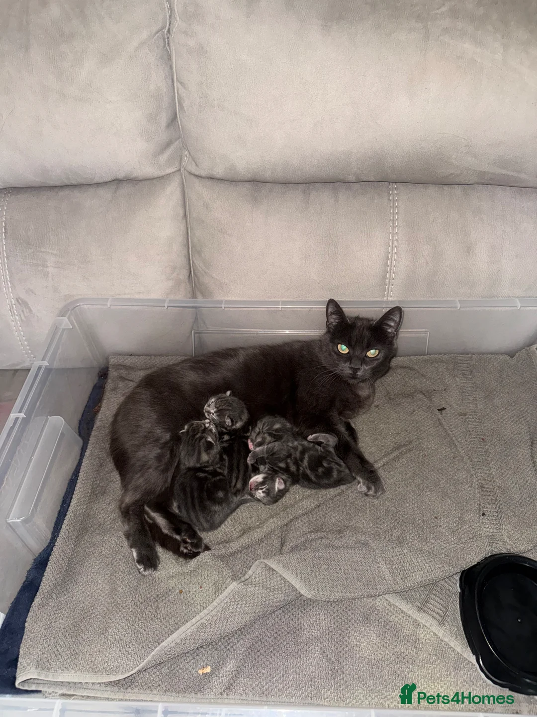 Mixed Breed cats for sale: British Short & Grey Tabby kittens - Advert 2