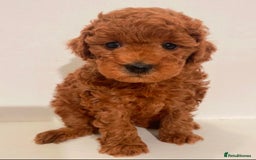 Miniature Poodle dogs for sale: Healthy miniature Poodles!!!! - Image 2