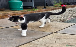 Mixed Breed cats for sale: 6 beautiful kittens for sale - Image 5