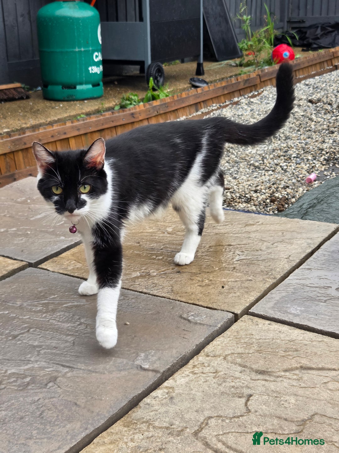 Mixed Breed cats for sale: 6 beautiful kittens for sale - Image 5