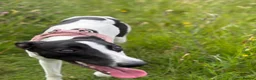 Whippet dogs for sale: Lovely whippet girl for sale.  - Advert 1