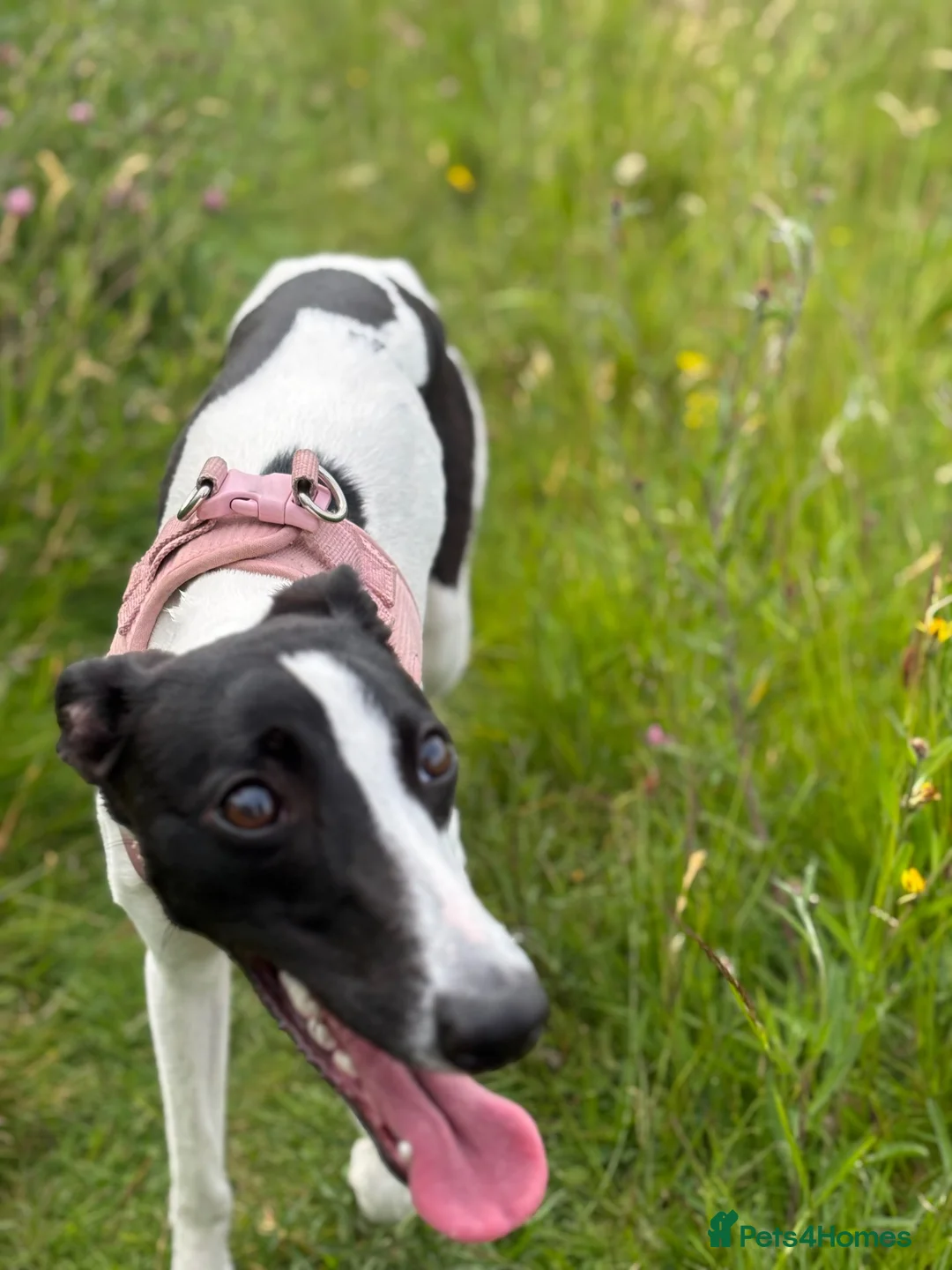 Whippet dogs for sale: Lovely whippet girl for sale.  - Advert 1